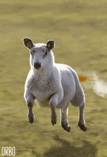 Super Sheep GIF - Super Sheep Flying GIFs
