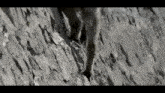 a black and white photo of a mountain sheep climbing up a rocky cliff .