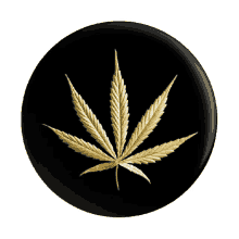 cannfield cannabis marijuana