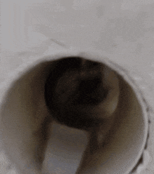 a dog is looking through a hole in a wall