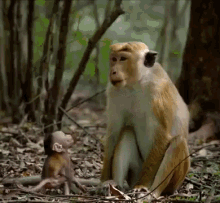 Monkey Mother And Baby GIF