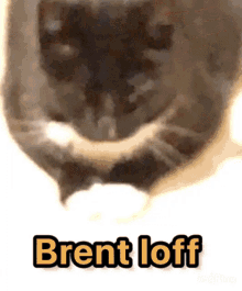 Cat Burned GIF - Cat Burned GIFs