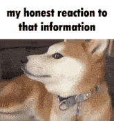 Dog My Honest Reaction GIF - Dog My Honest Reaction My Honest Reaction To That Information GIFs