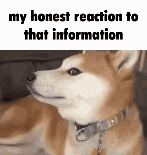 My Honest Reaction Dog GIF - My honest reaction Dog Timerfy