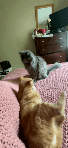 two cats are sitting on a bed with a pink blanket and a dresser in the background