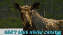 Moose Dont Care Never Cared GIF