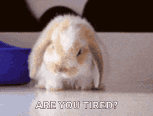 Bed Time Bunny GIF