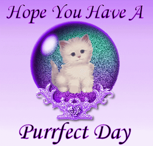 have a good day cute cats