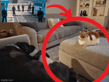 a cat is sitting on an ottoman in front of a couch