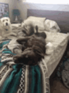 Dog Wagging Tail GIF - Dog Wagging Tail In Bed GIFs