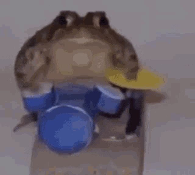 Frog playing outlet drums