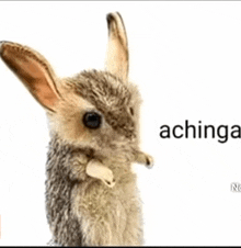 a stuffed animal with the word achinga written on it