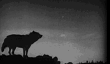 wolf scary wolf moon