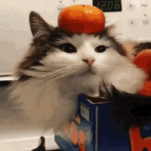 Sponk Cat GIF - Sponk Cat Cute GIFs