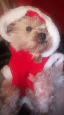 Christmas Pup Daisy GIF - Christmas Pup Daisy GIFs