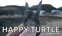 Turtle Flyingturtle GIF - Turtle Flyingturtle Happy GIFs