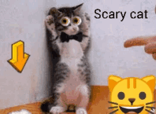 Scary Cat Bahonon GIF - Scary Cat Bahonon Saquinon GIFs