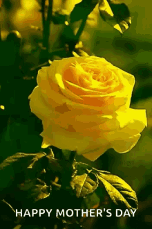 Yellow Rose GIF - Yellow Rose Happy Mothers Day GIFs