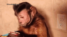Drinking Capuchin Monkey GIF