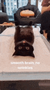 Cat Smooth Brain GIF - Cat Smooth Brain Silly GIFs