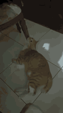Maru Kucing Maru GIF - Maru Kucing Maru GIFs