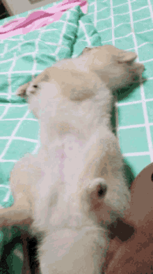 Pompom Cute GIF - Pompom Cute Dog GIFs
