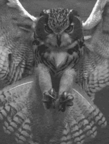 Hibou Owl GIF - Hibou Owl Nature GIFs