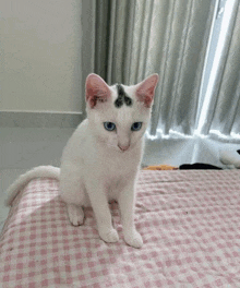 a white kitten with blue eyes is sitting on a bed .