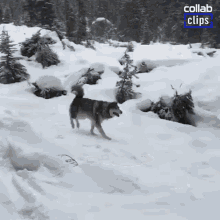tripped dog running dog dog snow siberian husky