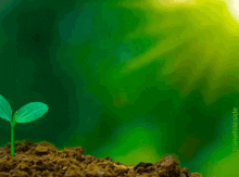 a small plant is growing out of a pile of dirt in front of a green background that says to