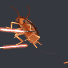 Roach Dancing GIF