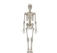 a 3d model of a human skeleton standing on a white background .