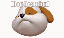 Dog Dog Reaction GIF - Dog Dog Reaction Reaction GIFs
