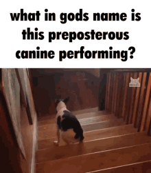 Canine Dog GIF - Canine Dog Pttr GIFs