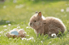 Srećan Uskrs Rabbit GIF - Srećan Uskrs Rabbit Easter Eggs GIFs
