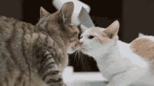 Kitty Cat GIF - Kitty Cat Kisses GIFs