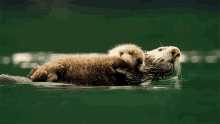 Otter Love GIF - Otter Love Hug GIFs