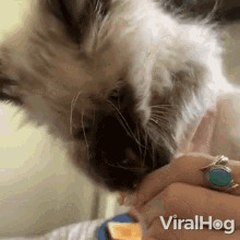 Dont Touch My Food Viralhog GIF - Dont Touch My Food Viralhog This Is Mine GIFs