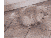 a blurred image of a cat with the website www.jj.am at the bottom right