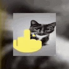 a cat is giving a middle finger with a yellow finger .