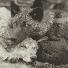 morning cuddles wolves wolf