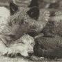 Morning Cuddles Wolves GIF - Morning Cuddles Wolves Wolf GIFs