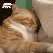 Sleeping Cat GIF - Sleeping Cat Whats That GIFs