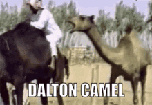 Dalton Camel Dalton GIF - Dalton Camel Dalton Camel GIFs