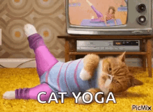 cat exercise workout tv workout at home gym