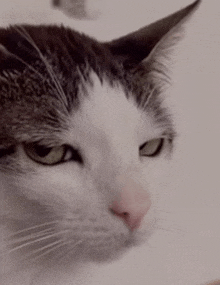 a close up of a cat 's face with a white background