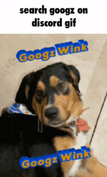 a picture of a dog with googlz wink written on it