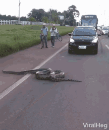 Snake Slither GIF - Snake Slither Cross The Road GIFs