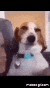 a brown and white dog with a blue collar is sitting on a couch .