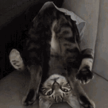 Cat Upside Down GIF